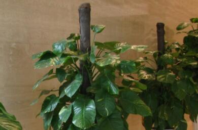 植物租赁在会议场所应该如何去做 